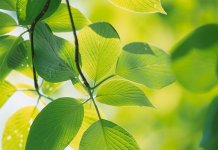 Les plantes les plus nombreuses au monde: détenteurs de records