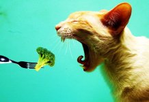 Évaluation des aliments pour chats