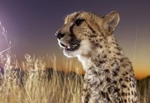 Top 10 des animaux les plus rapides du monde