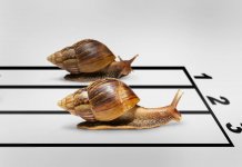 10 animaux les plus lents du monde Escargot