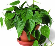 Top 10 des plantes d'intérieur les plus populaires