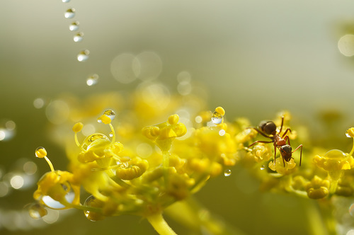 photographie macro photographie macro