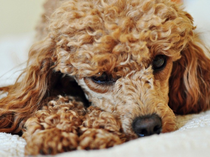 Caniche