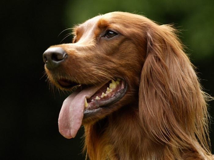 Setter irlandais