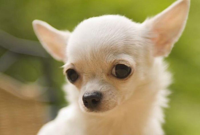 Chihuahua