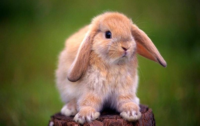 Lapins décoratifs