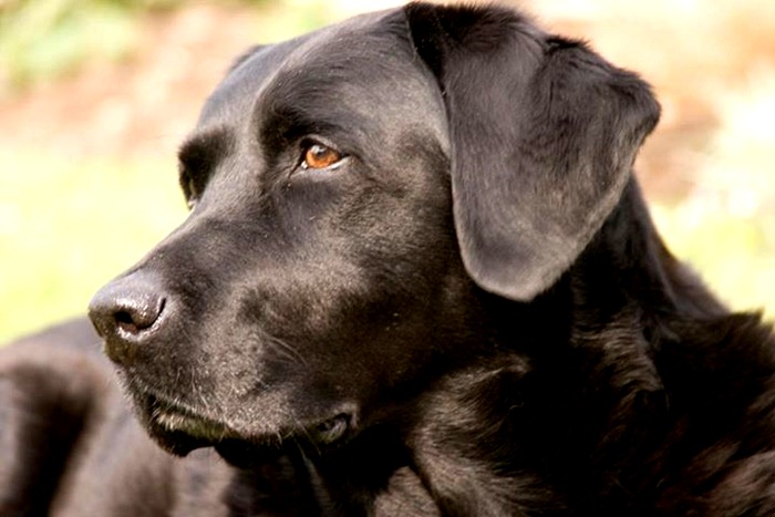 Labrador Retriever