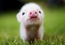 Top 10 des animaux les plus en vogue
