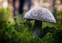 Les endroits et pays les plus champignons de la planète