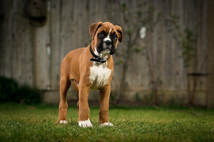 Boxeur