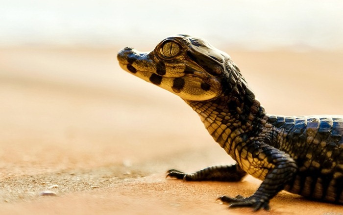 Caïman crocodile