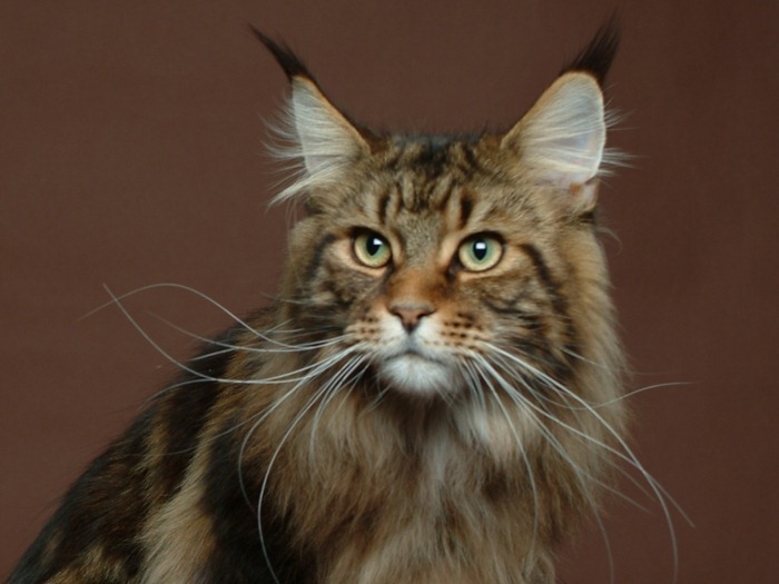 Maine Coon