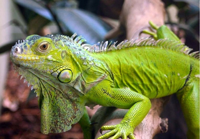 Iguane