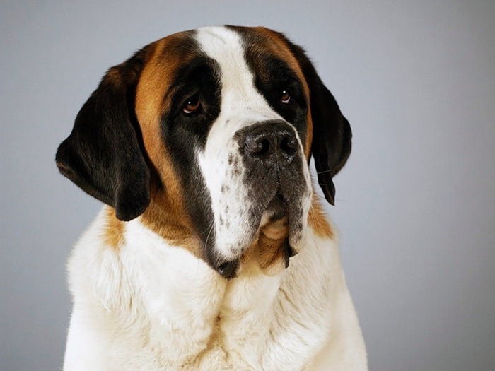 Saint-Bernard