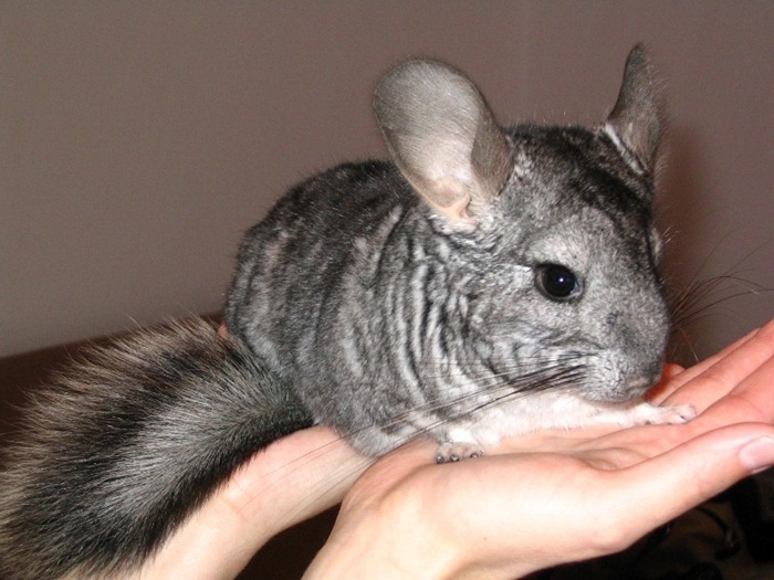 Chinchillas