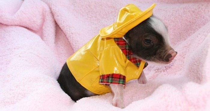 Mini cochons