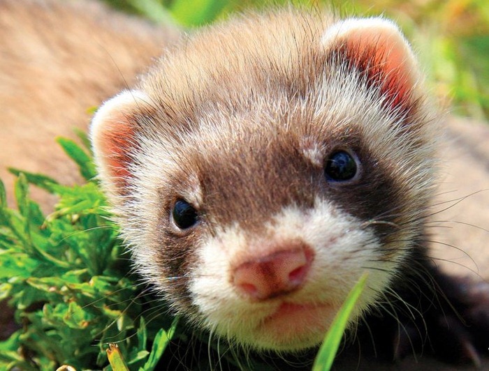Furet