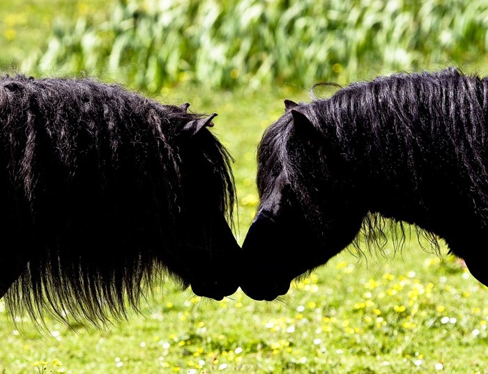 Poneys Shetland