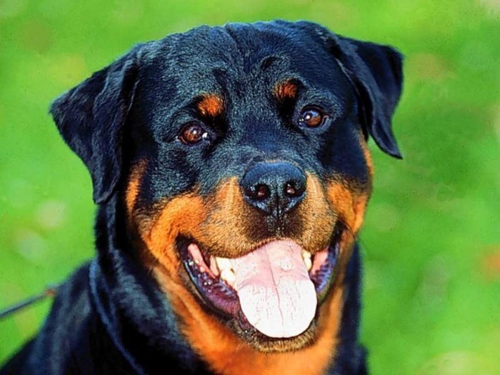 Rottweiler