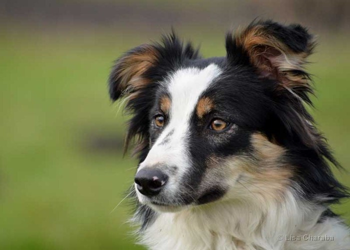 Border collie