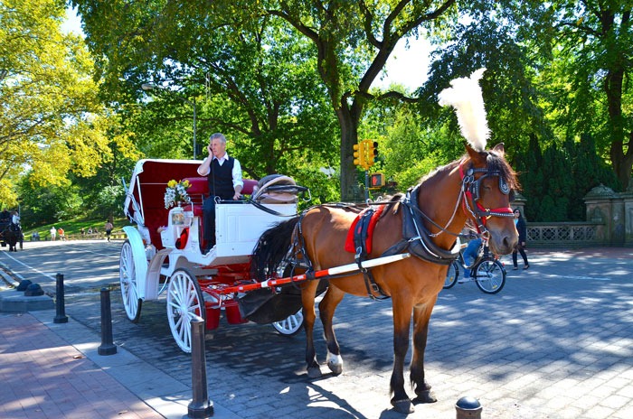 Carriage-Tour_New York
