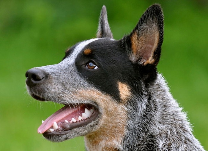 chien de bétail australien