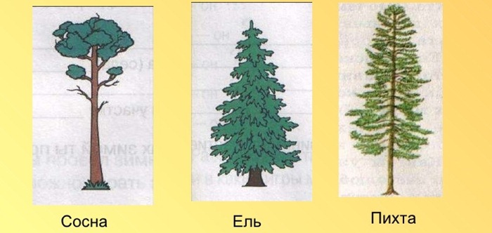 Pin, épicéa ou sapin
