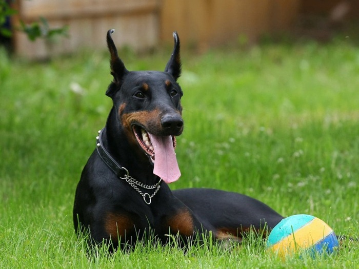 Doberman