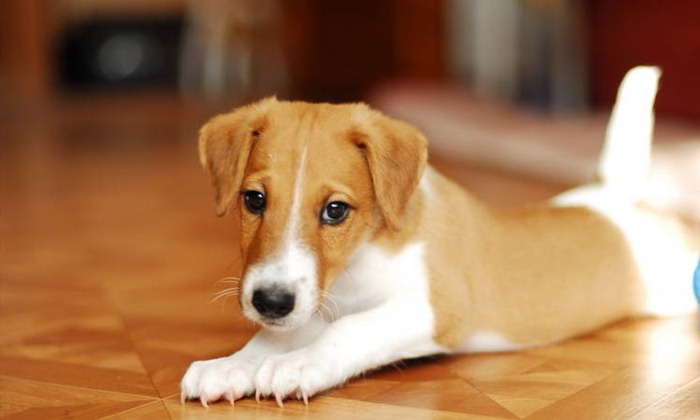 Fox terrier