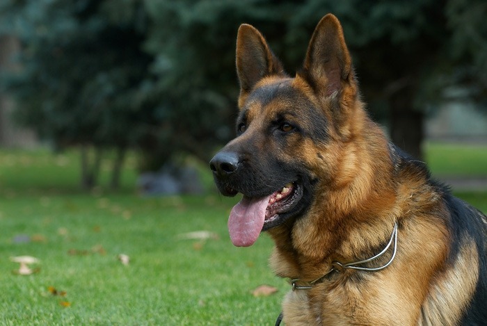 Berger allemand