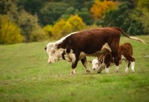 Les impôts les plus étranges du monde (Top 10) Taxe sur l'essence de vache