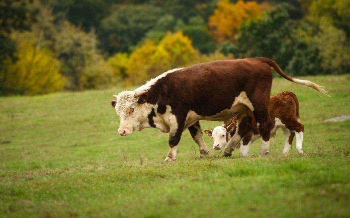 Taxe sur l'essence de vache