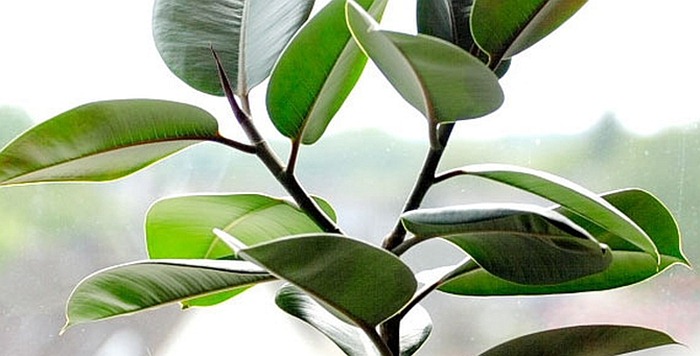 Ficus