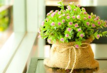 Les plantes d'intérieur les plus utiles Plantes d'intérieur