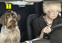 nouveau pilote