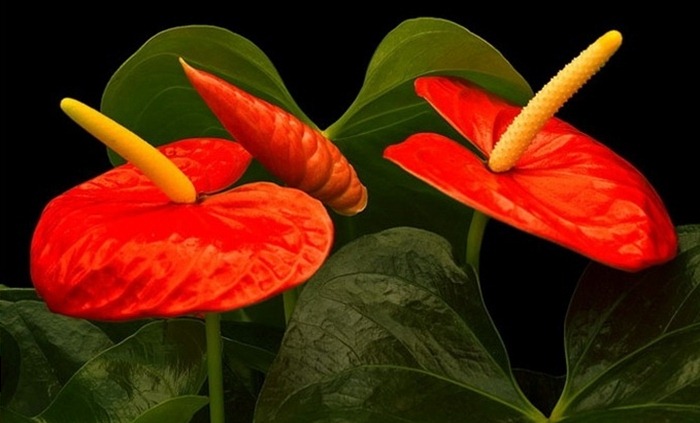 Rouge Spathiphyllum