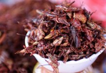 Les plats nationaux les plus insolites au monde