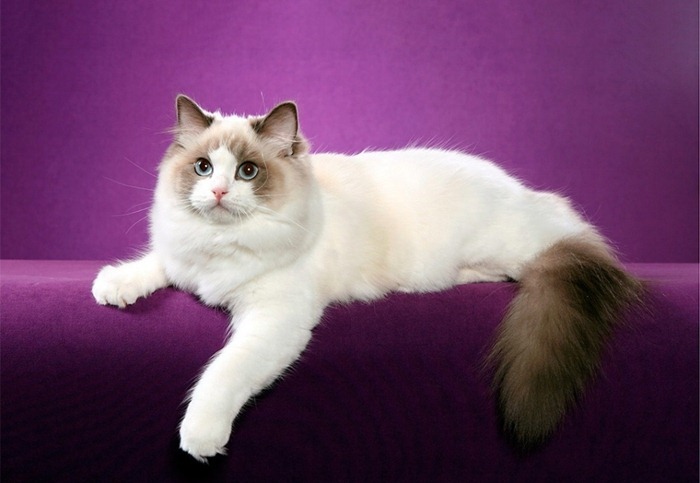 Ragdoll