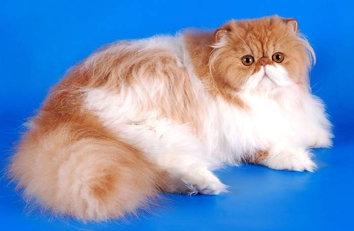chat persan
