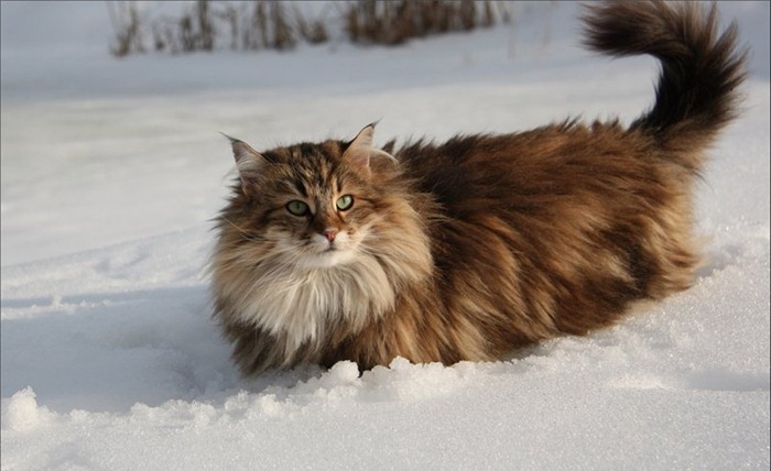 Chat des forêts norvégiennes