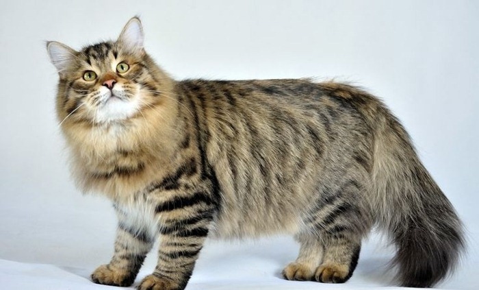 Chat sibérien