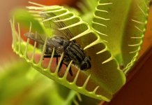 Top 7 des plantes et champignons carnivores