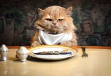 Classement des aliments pour chats super premium - 2018