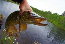 Les meilleurs leurres pour brochet en automne, les leurres les plus accrocheurs Quels leurres sont meilleurs pour le brochet à l'automne, note
