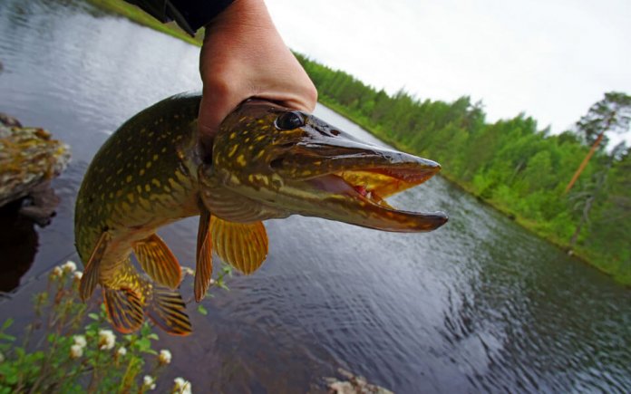 Quels leurres sont les meilleurs pour le brochet à l'automne, note