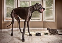 Top 10 des plus gros chiens du monde (Photos) Zeus est le plus grand chien du monde