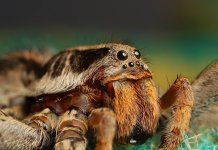 Top 25 des animaux les plus insolites de la planète