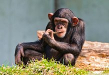 Top 10 des animaux les plus intelligents au monde