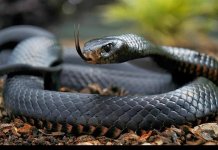 15 animaux les plus dangereux du monde