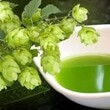 Thé de houblon